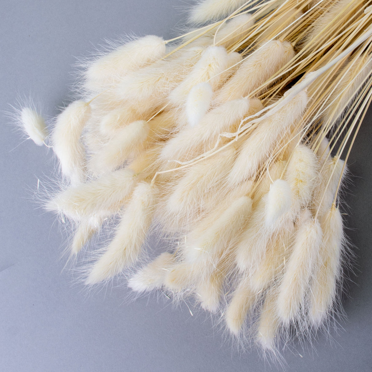 This image shows a bunch of bleached white lagurus ovatus. It is a close up of the bunny tail like fluffy flower heads