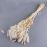 This image shows a bunch of bleached white lagurus ovatus, with fluffy heads against a light grey background