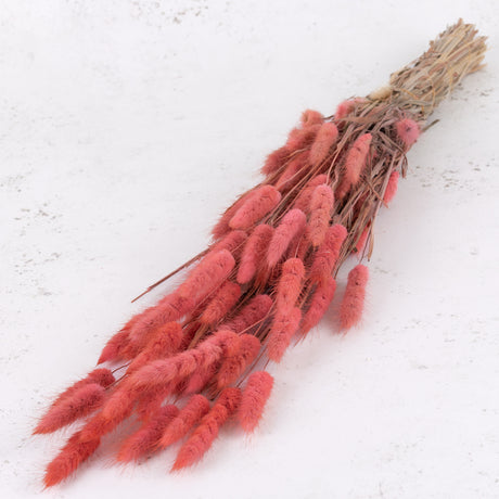 A bunch of pink lagurus stems