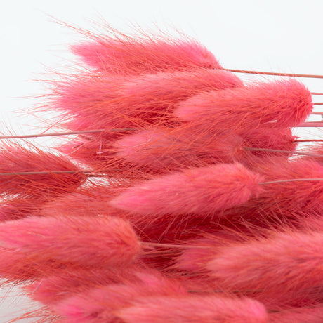 a bunch of bright pink lagurau, or bunny tails, with orange tones, against a white background