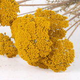 A close up of a bunch of yellow flower heads that have a look of treetops