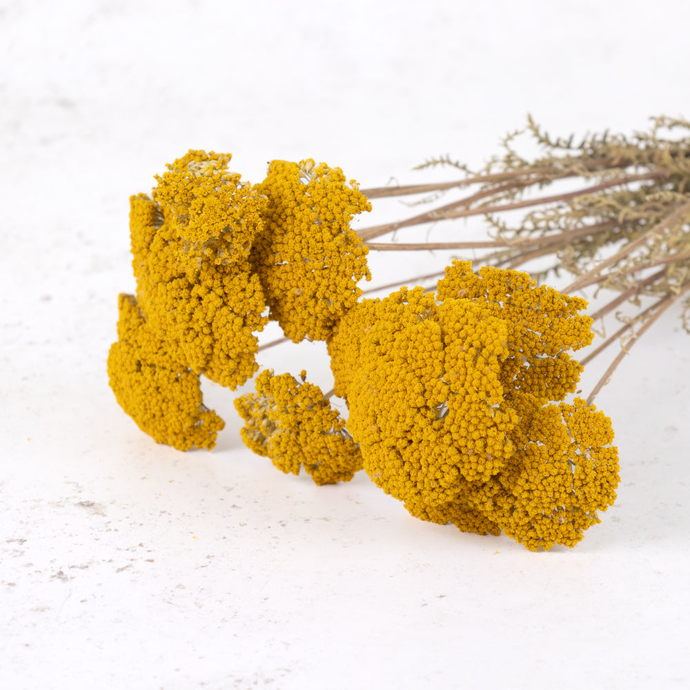 A bunch of yellow flower heads that have a look of treetops with fern like stems