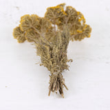 The bottom of the stems of a bunch of Achillea, the stems are pale brown, long and straight with fern like leaves.