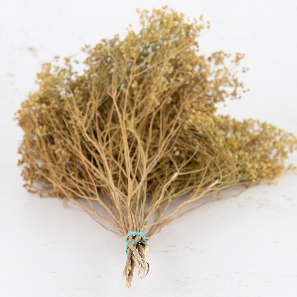 Woody stems tied with an elastic band branching into yellow/brown tiny flower heads