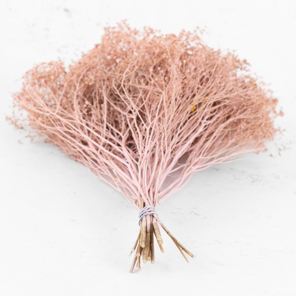 The stems of Broom Bloom, twig like branches in pink