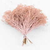 The stems of Broom Bloom, twig like branches in pink