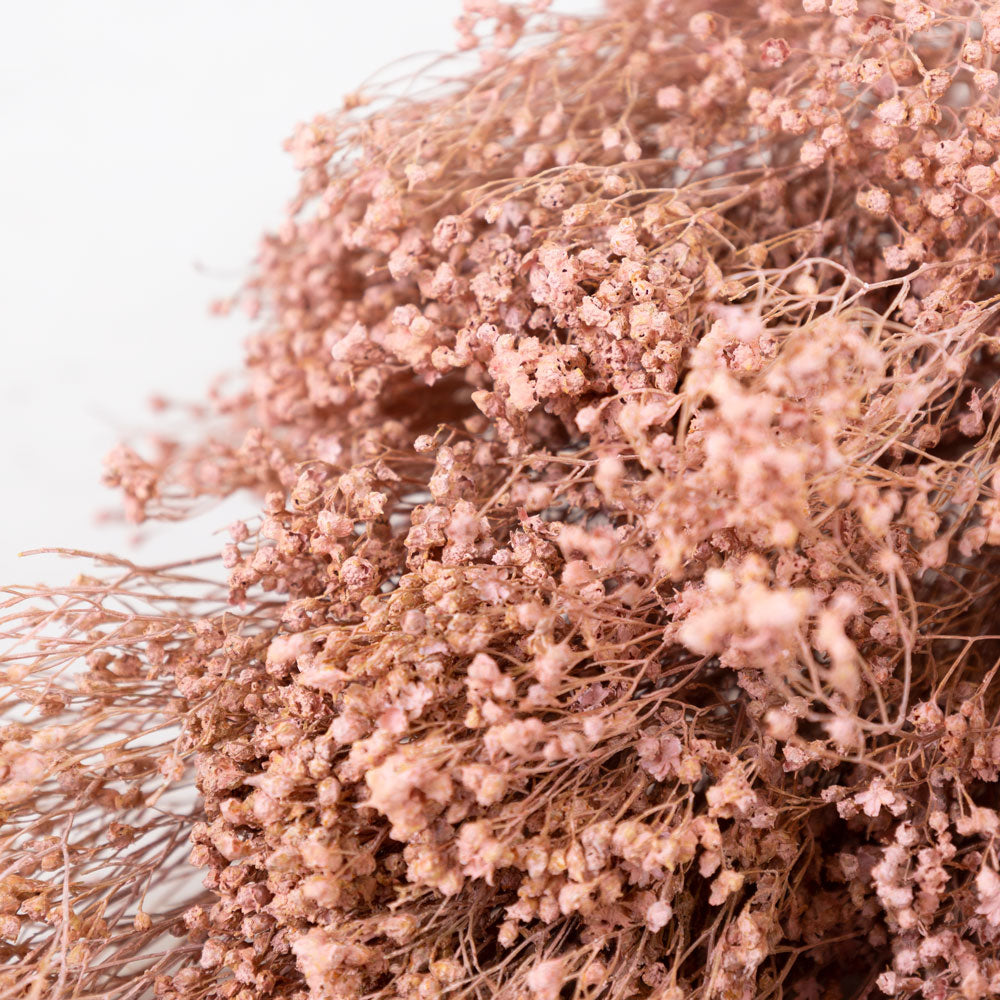 A close up of the pink round tiny flower heads