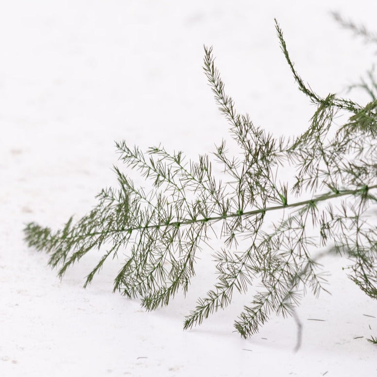 A single branch of fern, the leaves look like a feather in shape