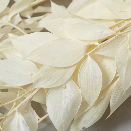 This beautiful and delicate Ruscus has been bleached a lovely soft white colour.