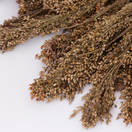 Panicum Grass, Dried, Natural, Bunch