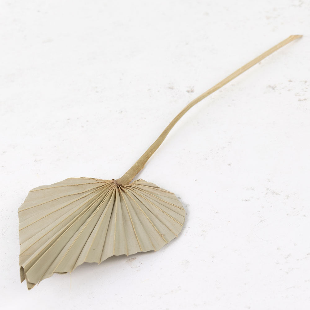 Natural brown spade shaped leaf with folds in on a long wood like stem