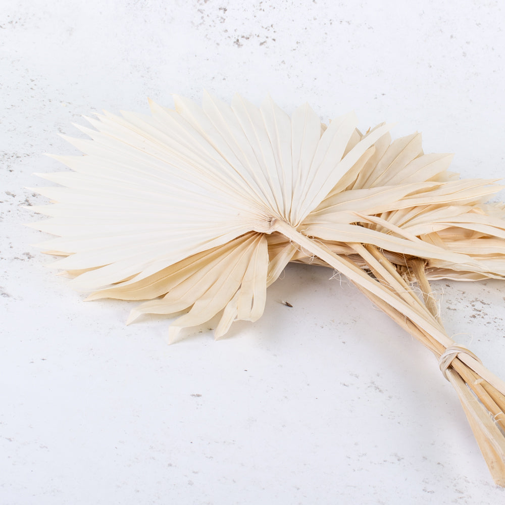 Dried Palm Sun, Bleached White, Bunch x 10 Stems