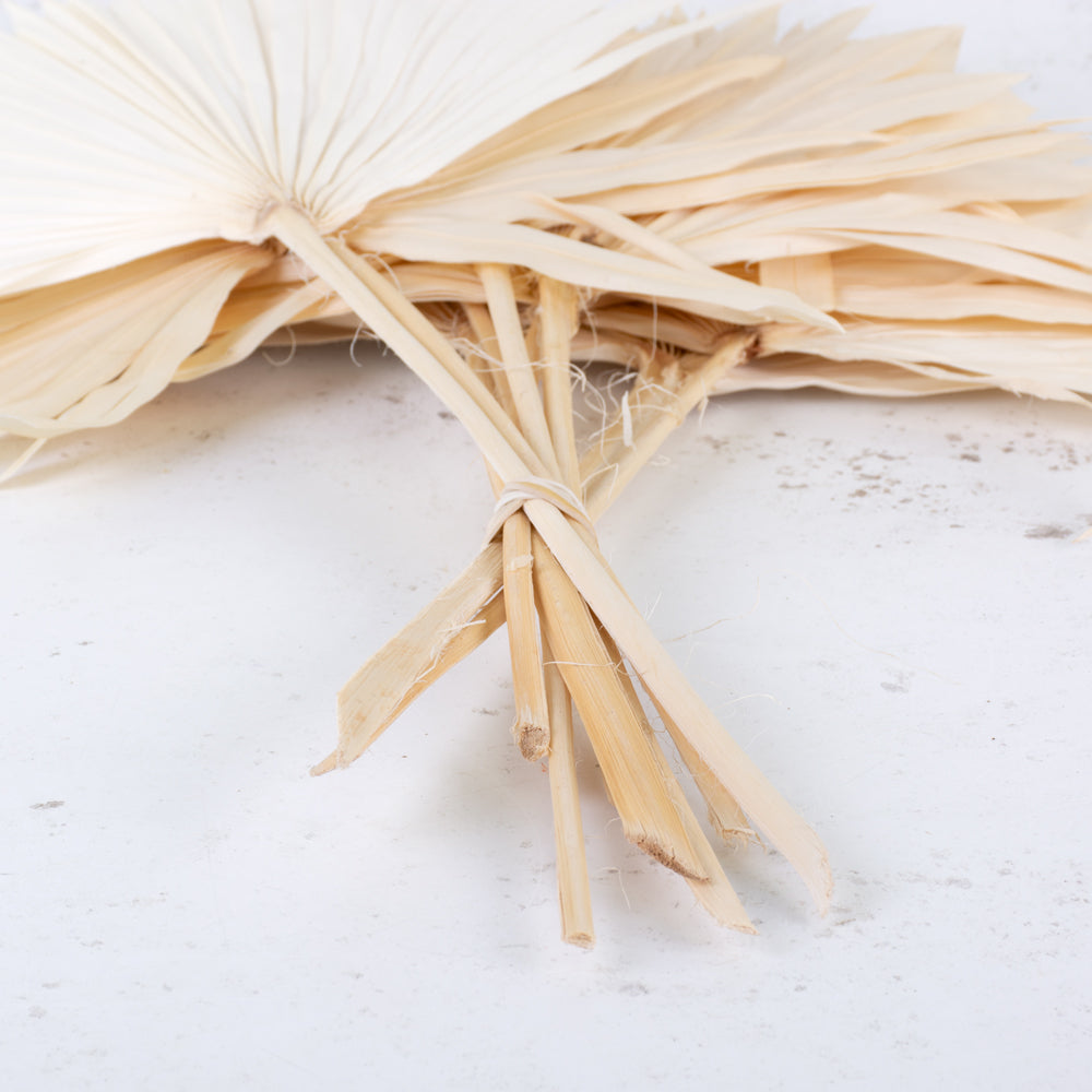 Dried Palm Sun, Bleached White, Bunch x 10 Stems