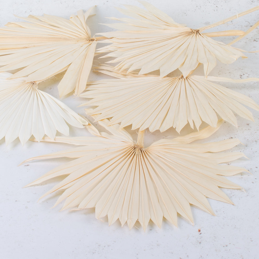 Dried Palm Sun, Bleached White, Bunch x 10 Stems