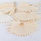 Dried Palm Sun, Bleached White, Bunch x 10 Stems