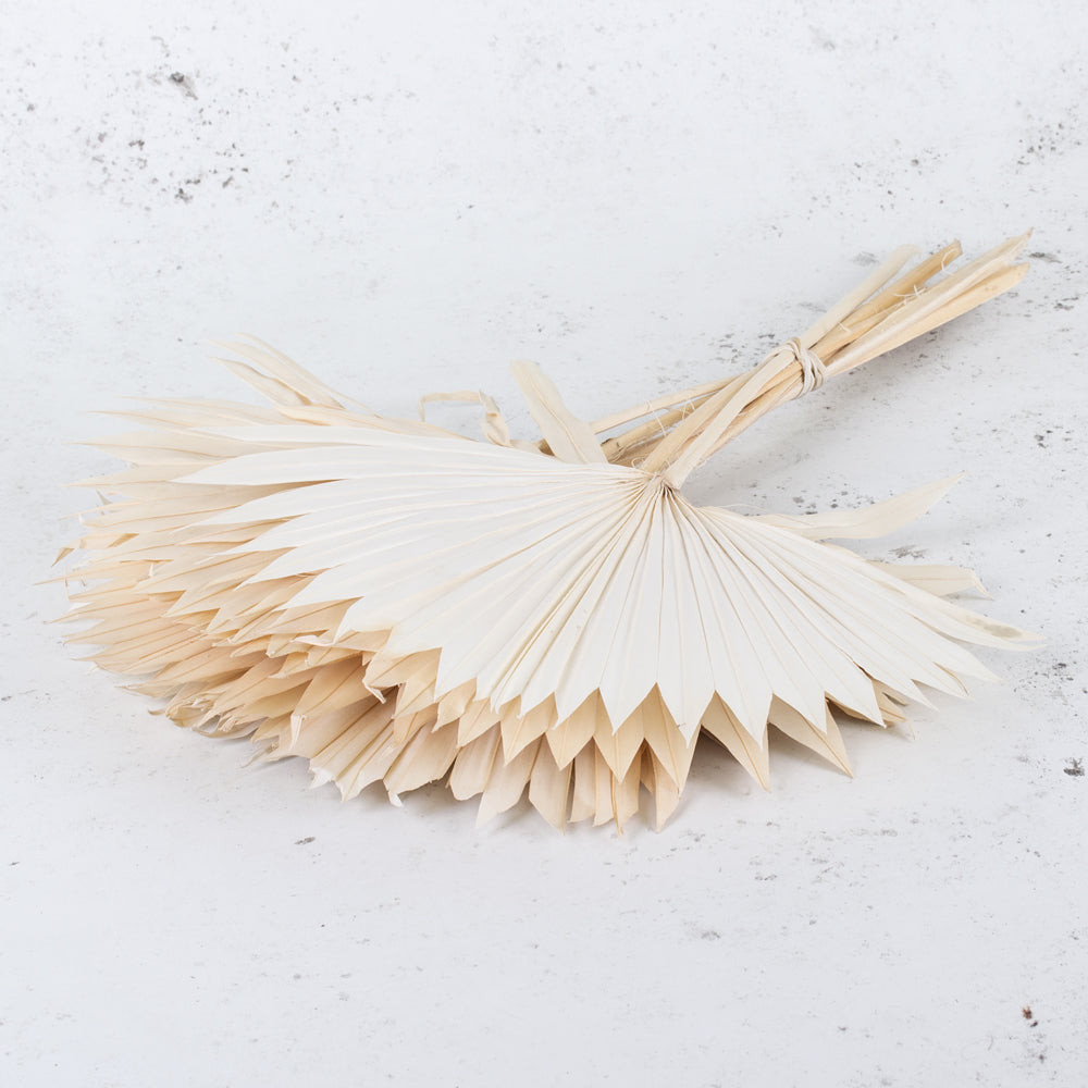 Dried Palm Sun, Bleached White, Bunch x 10 Stems