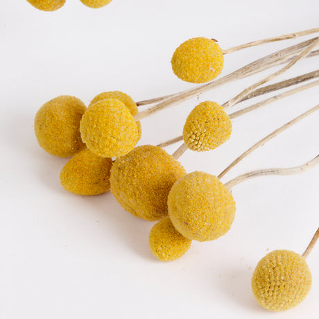 Craspedia, (billy buttons), Dried, Natural Yellow, Bunch x 10 stems