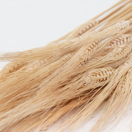 Wheat, (triticum), Bearded, Bleached