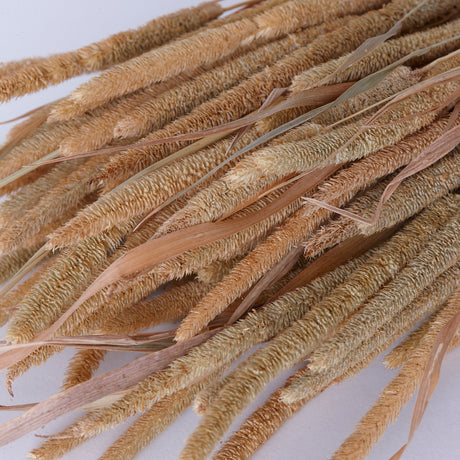 Phleum Pratensis, Dried, Natural Brown, 100g Bunch