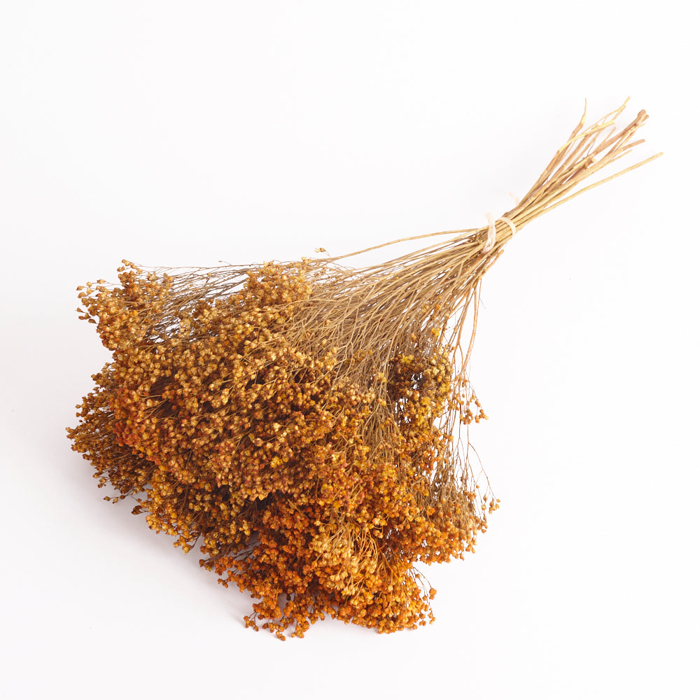 Broom Bloom, Dried, Orange, 100g