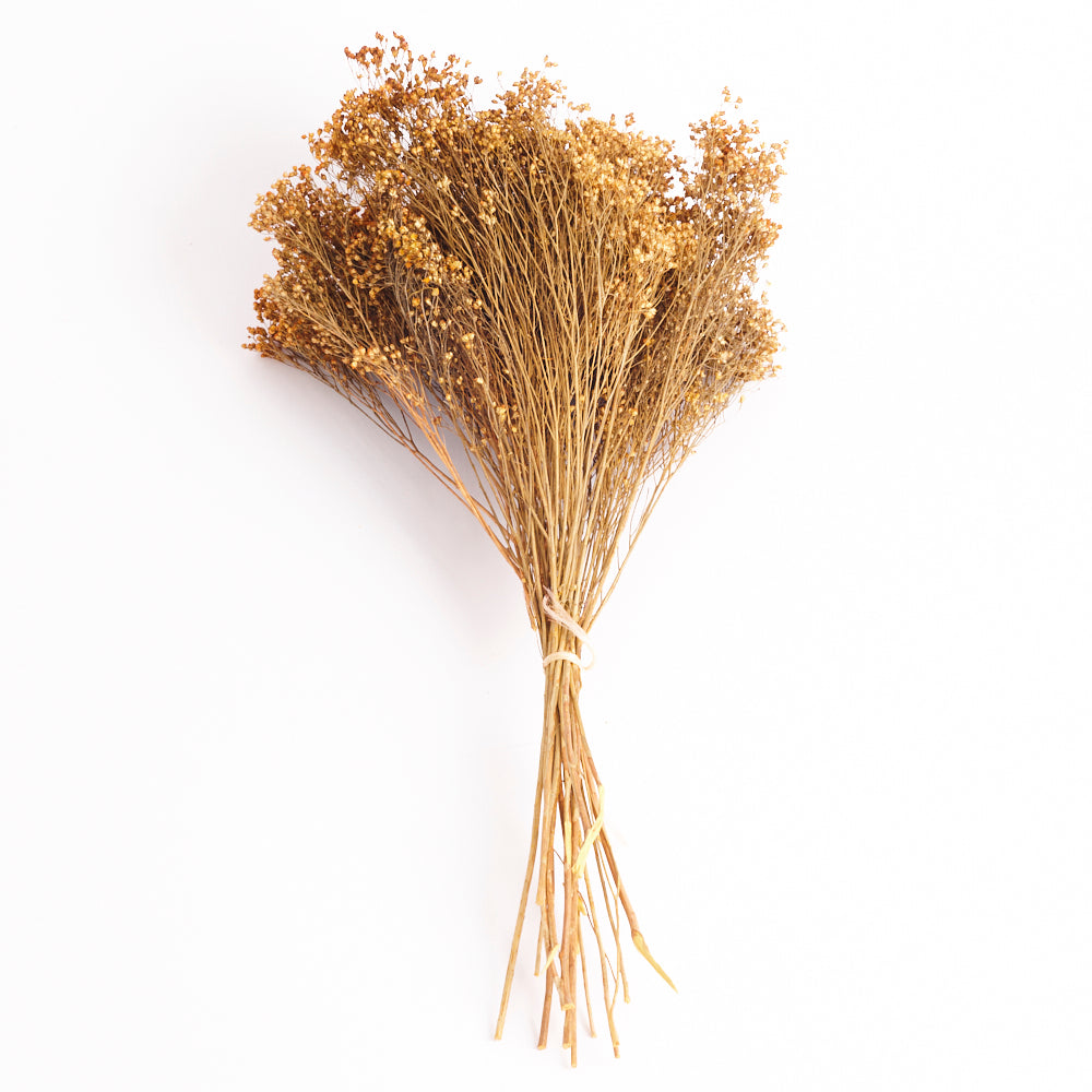 Broom Bloom, Dried, Orange, 100g