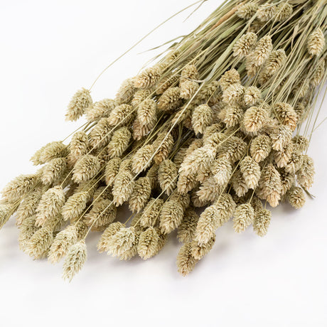 a bunch of naturally green coloured dried phalaris