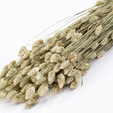 a bunch of naturally green coloured dried phalaris