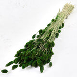 Phalaris, (Canary Grass), Dyed Green, 70cm