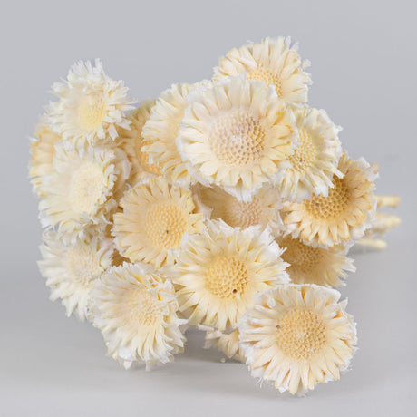 Protea Rosette, Bleached White, Bunch x 20 Stems