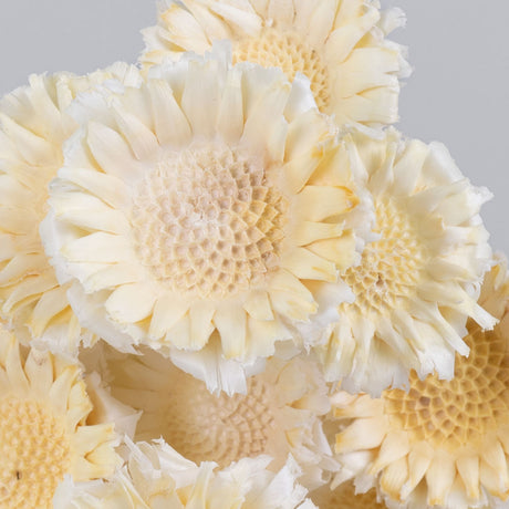 Protea Rosette, Bleached White, Bunch x 20 Stems