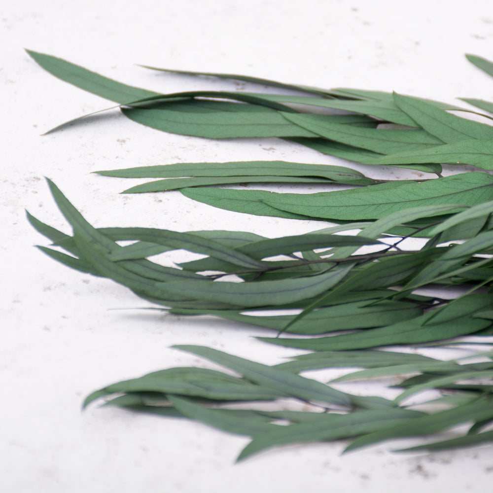 A close up of long thin green Eucalyptus leaves