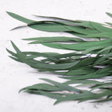 A close up of long thin green Eucalyptus leaves