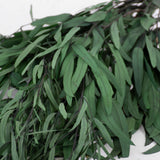 A close up of a bunch of long this dark green Eucalyptus leaves