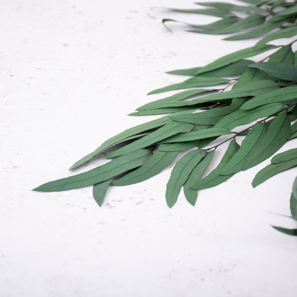 Long thin dark green Eucalyptus leaves laid flat on a white surface