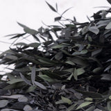 Dark green Eucalyptus leaves. There are various shades and sizes