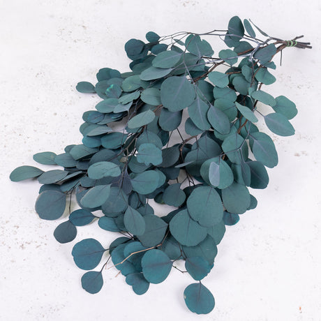 A bunch of Eucalyptus with dark green round leaves on twig like stems