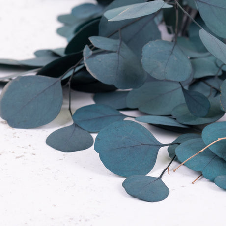 A close up of Eucalyptus with dark green round leaves