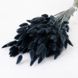 Lagurus ovatus, (Bunny Tails), Dried, Black, 65cm