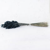 Lagurus ovatus, (Bunny Tails), Dried, Black, 65cm