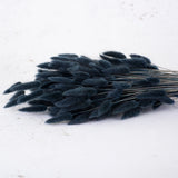 Lagurus ovatus, (Bunny Tails), Dried, Black, 65cm