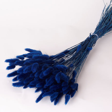 Lagurus ovatus, (Bunny Tails), Dried, Blue, 60cm