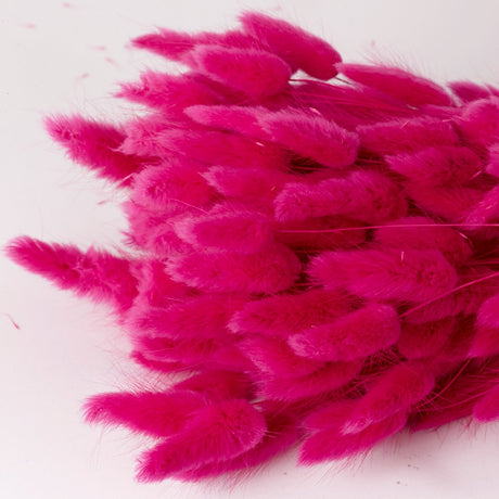 Lagurus ovatus, (Bunny Tails), Dried, Fuchsia, 60cm