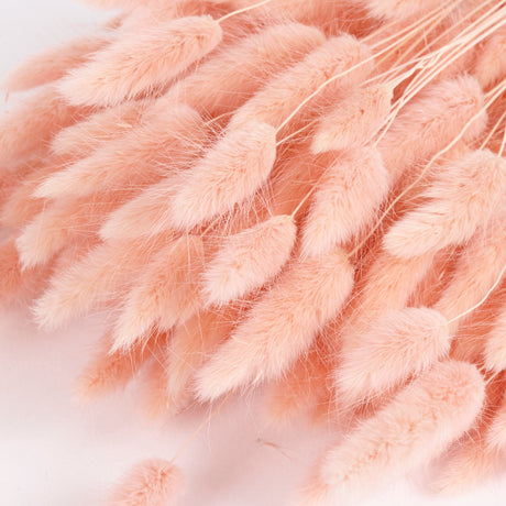 Image shows a close up of the fluffy lagurus ovatus heads coloured salmon pink