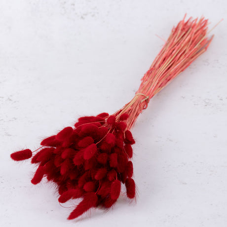 Lagurus ovatus, (Bunny Tails), Red, 100g