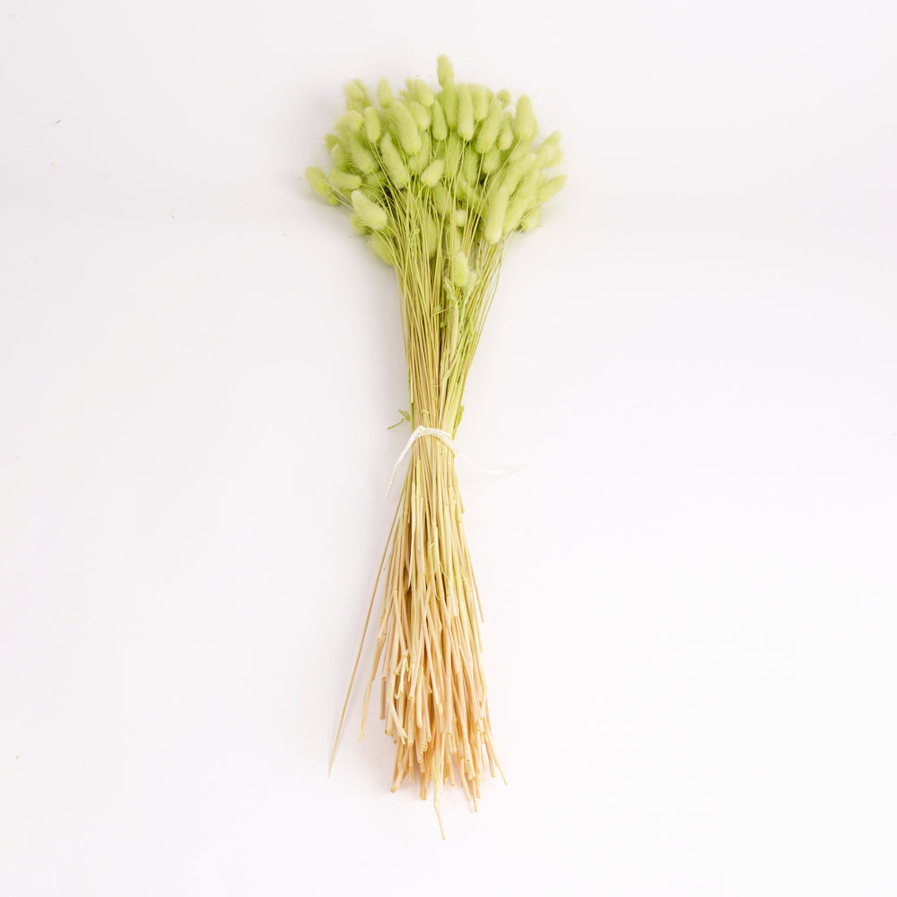 Lagurus ovatus (Bunny Tails), Lime Green