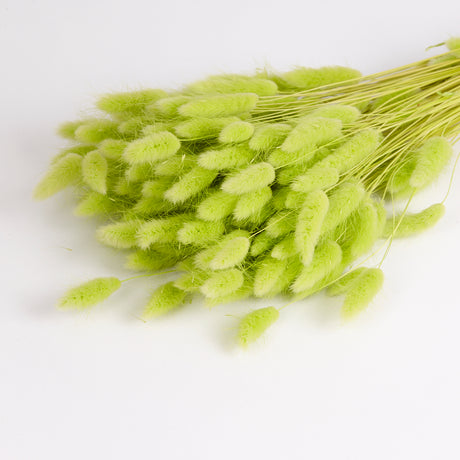 Lagurus ovatus (Bunny Tails), Lime Green