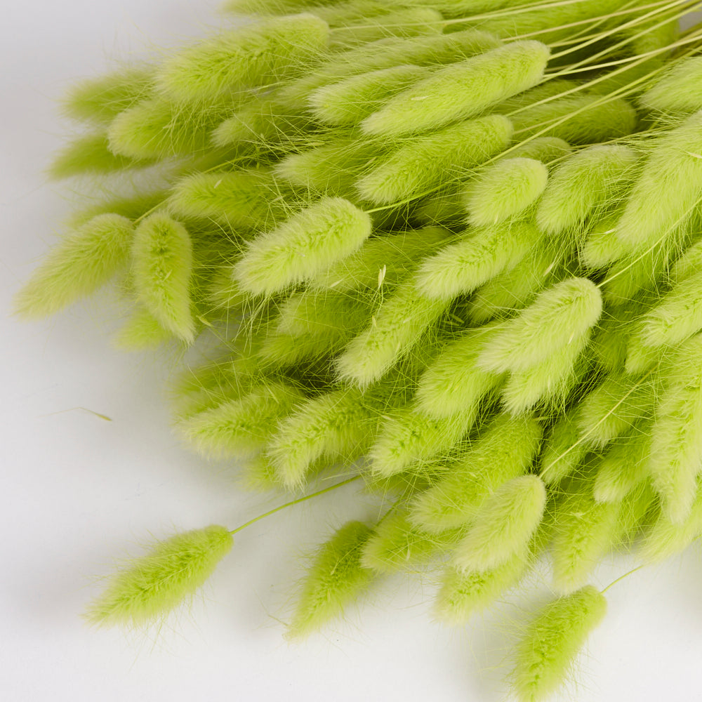 Lagurus ovatus (Bunny Tails), Lime Green