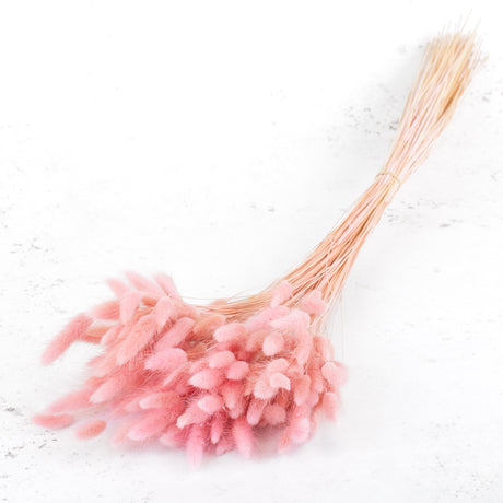 Lagurus ovatus (Bunny Tails) Pink, 100g