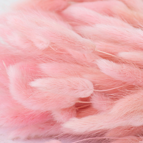 Lagurus ovatus (Bunny Tails) Pink, 100g