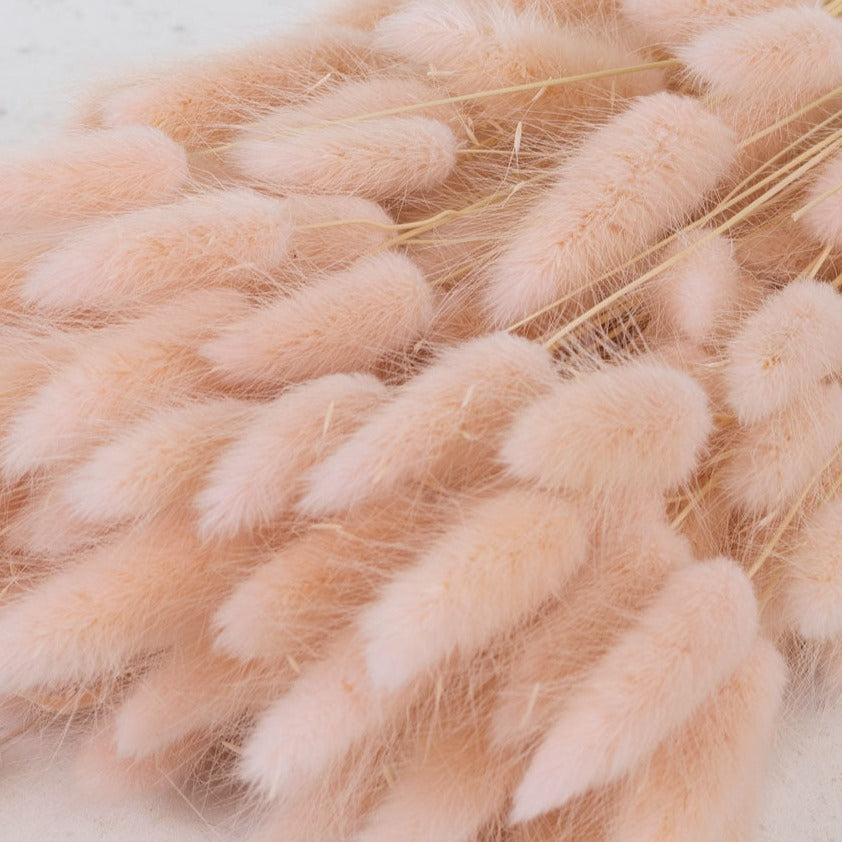 Fluffy light pink flame shaped flower heads